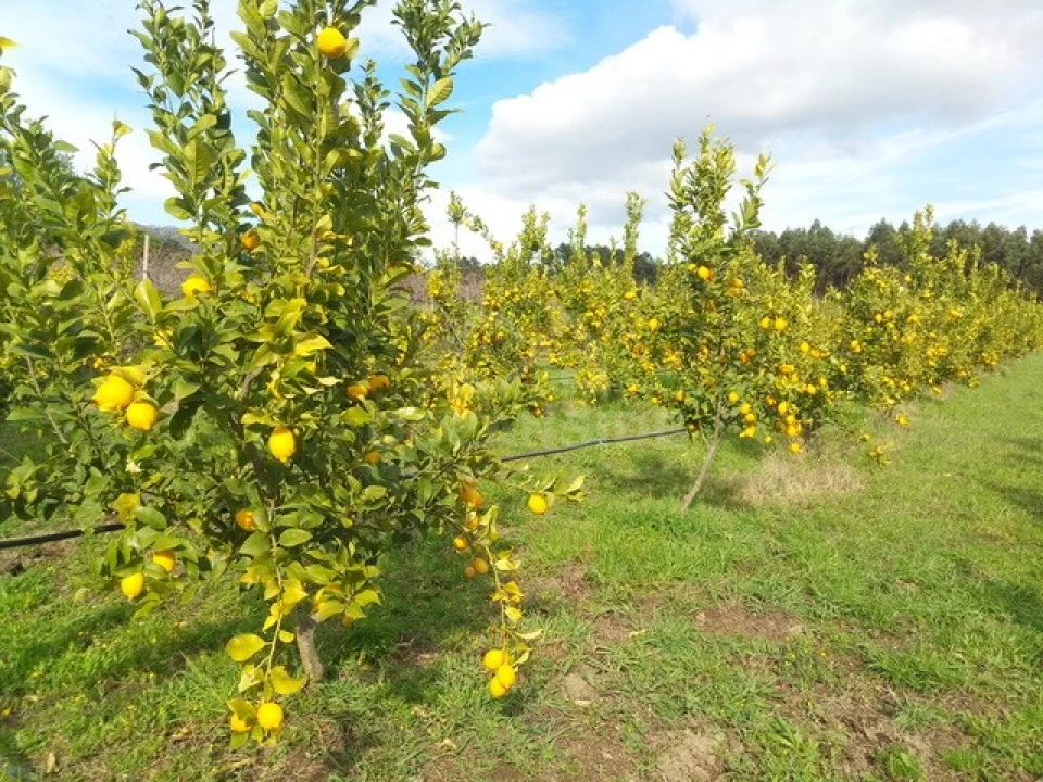 Quinta para Venda em Louriçal do Campo Foto 5