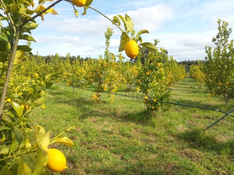 Quinta para Venda em Louriçal do Campo Foto 6