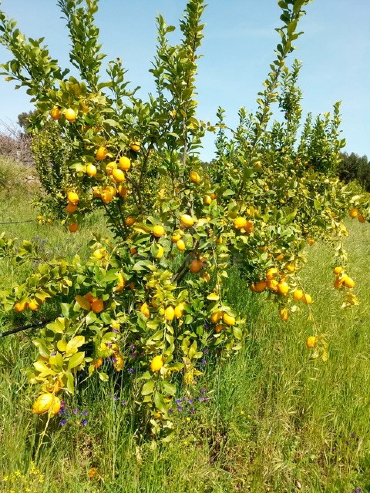 Quinta para Venda em Louriçal do Campo Foto 8