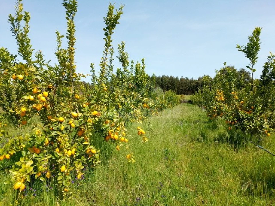 Quinta para Venda em Louriçal do Campo Foto 9