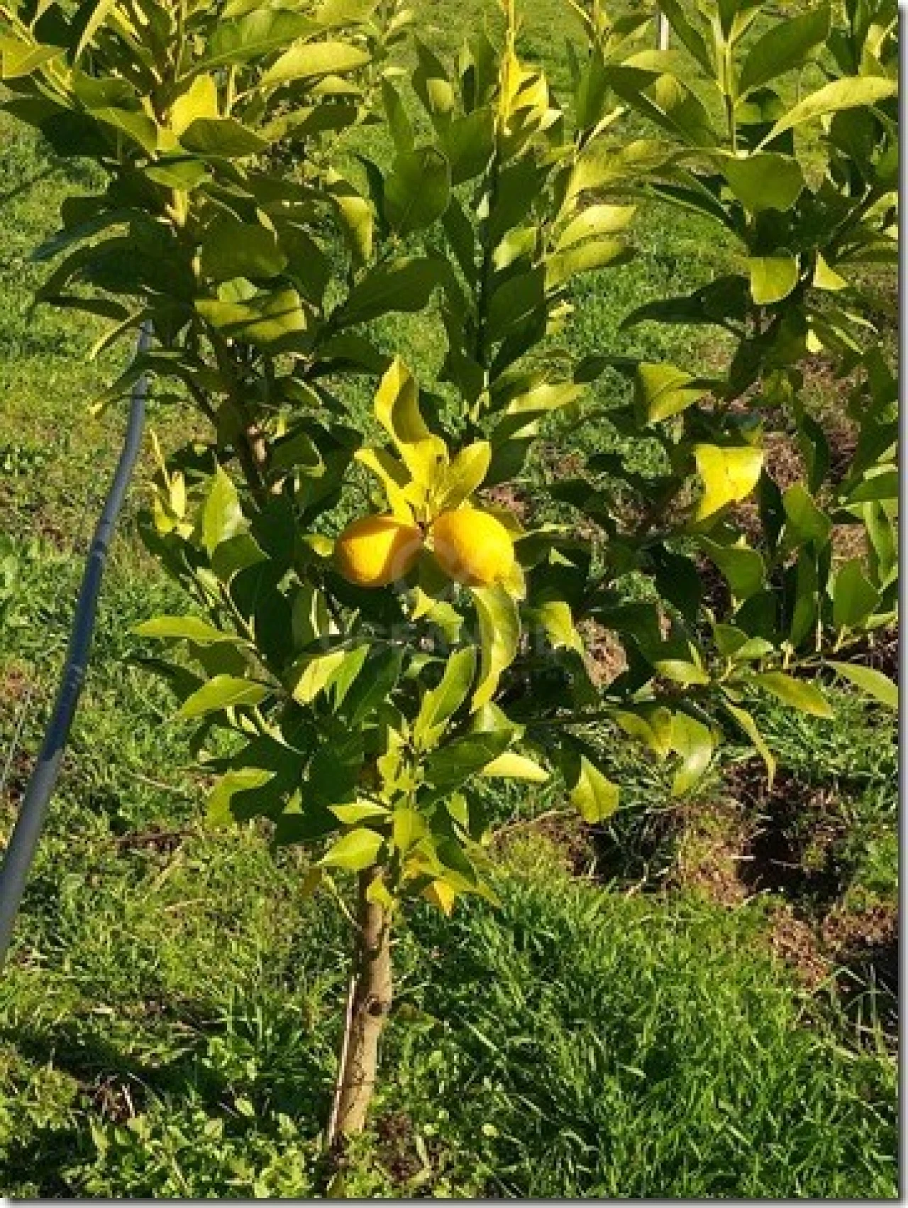 Quinta para Venda em Louriçal do Campo Foto 13