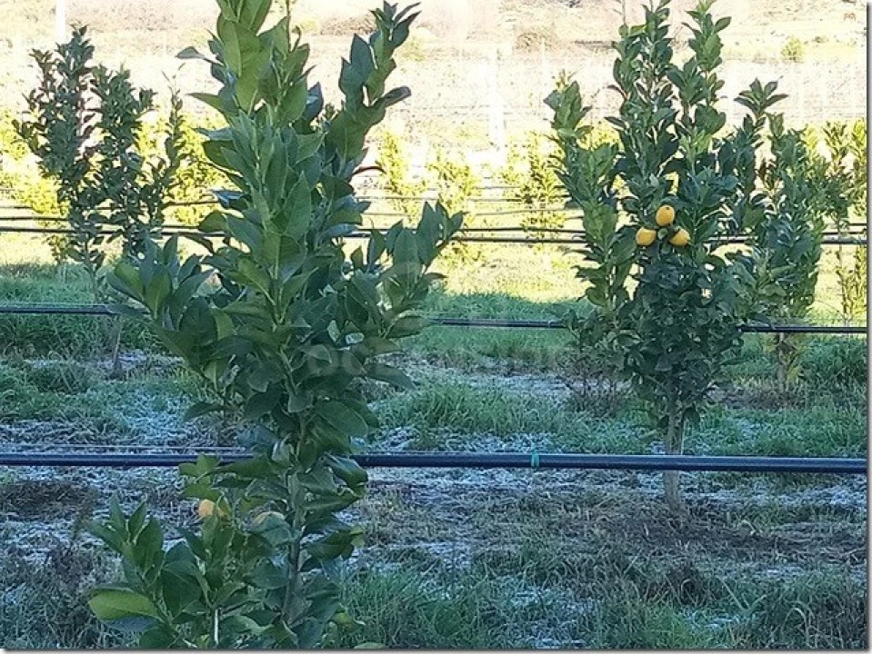 Quinta para Venda em Louriçal do Campo Foto 19