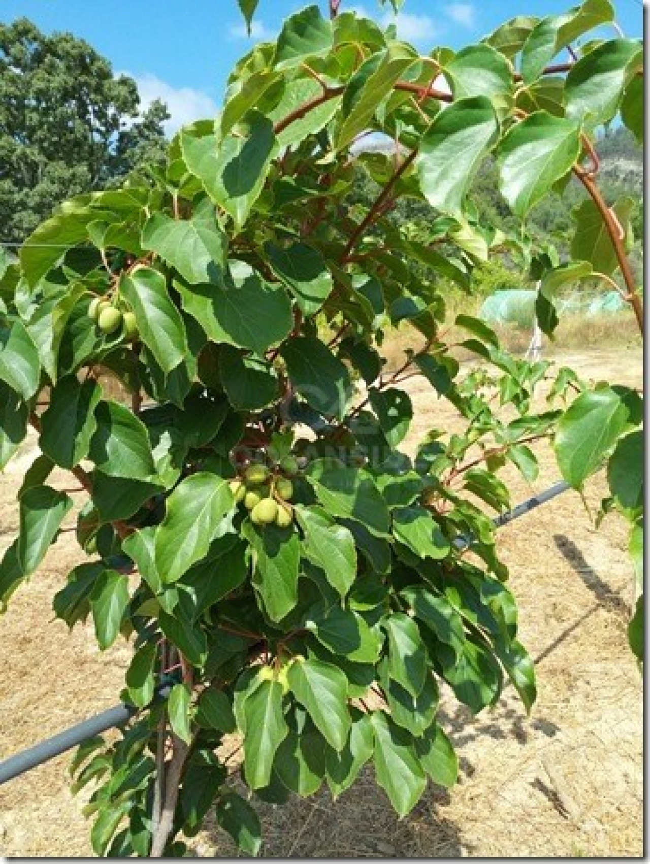 Quinta para Venda em Louriçal do Campo Foto 20