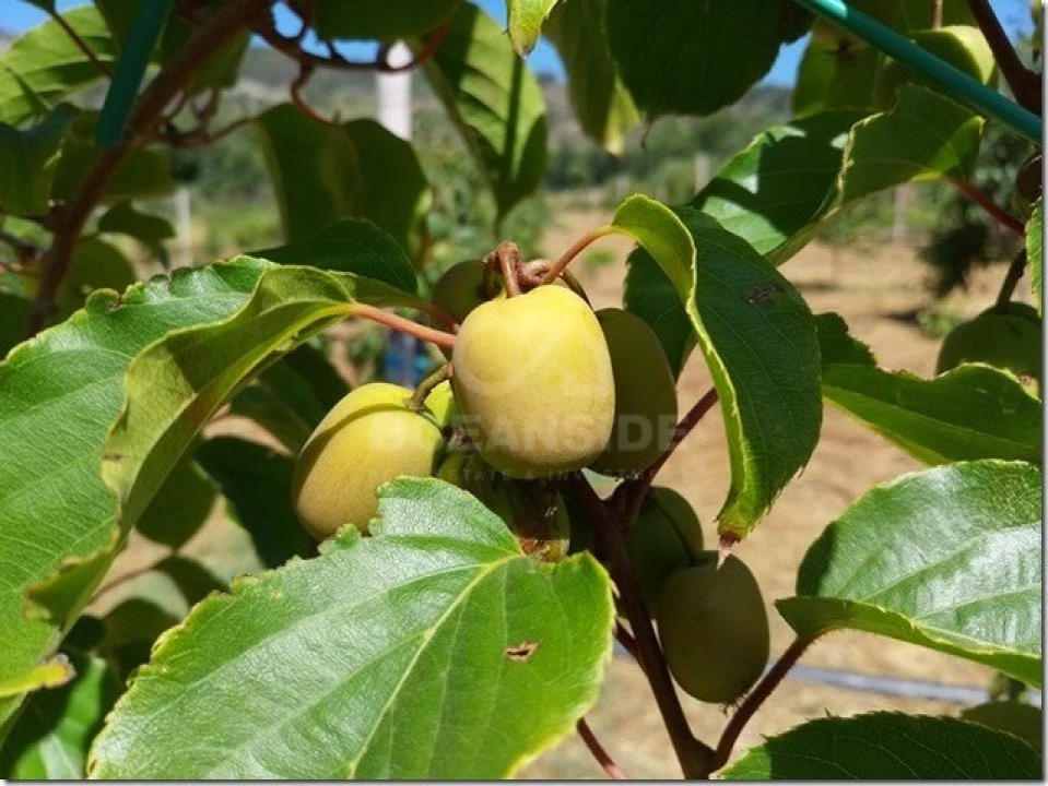 Quinta para Venda em Louriçal do Campo Foto 23