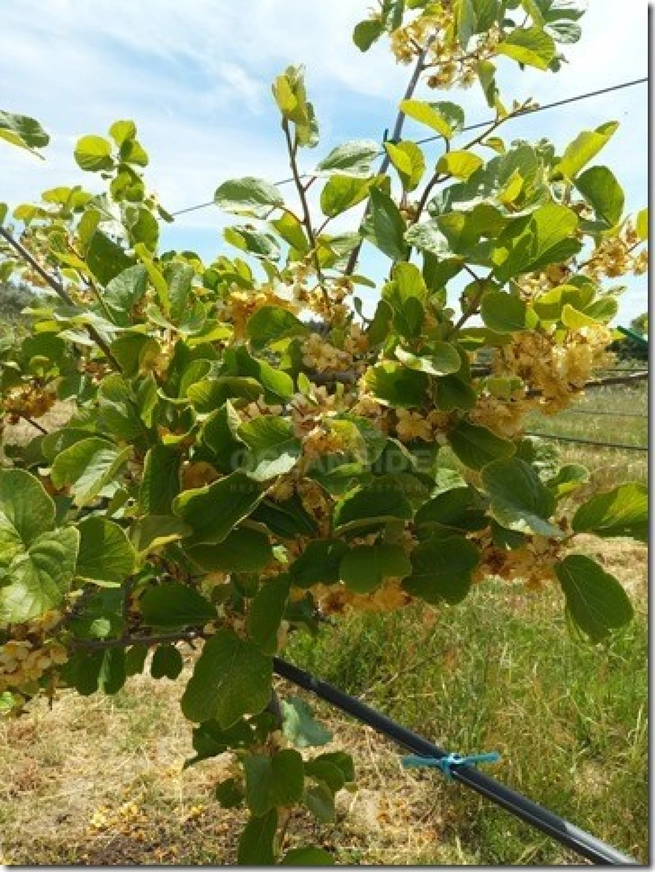 Quinta para Venda em Louriçal do Campo Foto 24