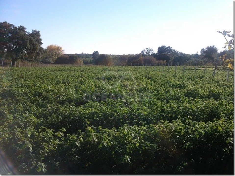 Quinta para Venda em Louriçal do Campo Foto 25