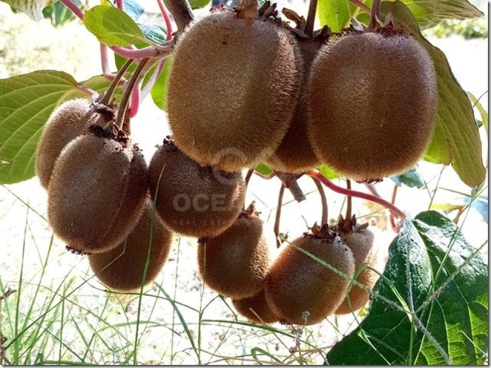 Quinta para Venda em Louriçal do Campo Foto 27