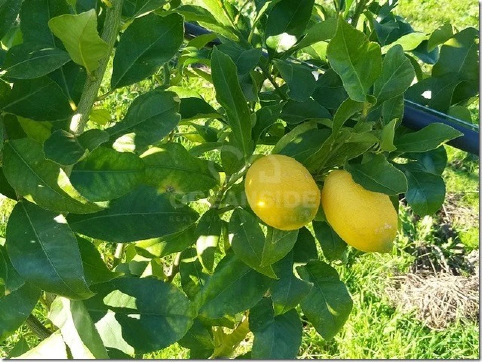 Quinta para Venda em Louriçal do Campo Foto 28