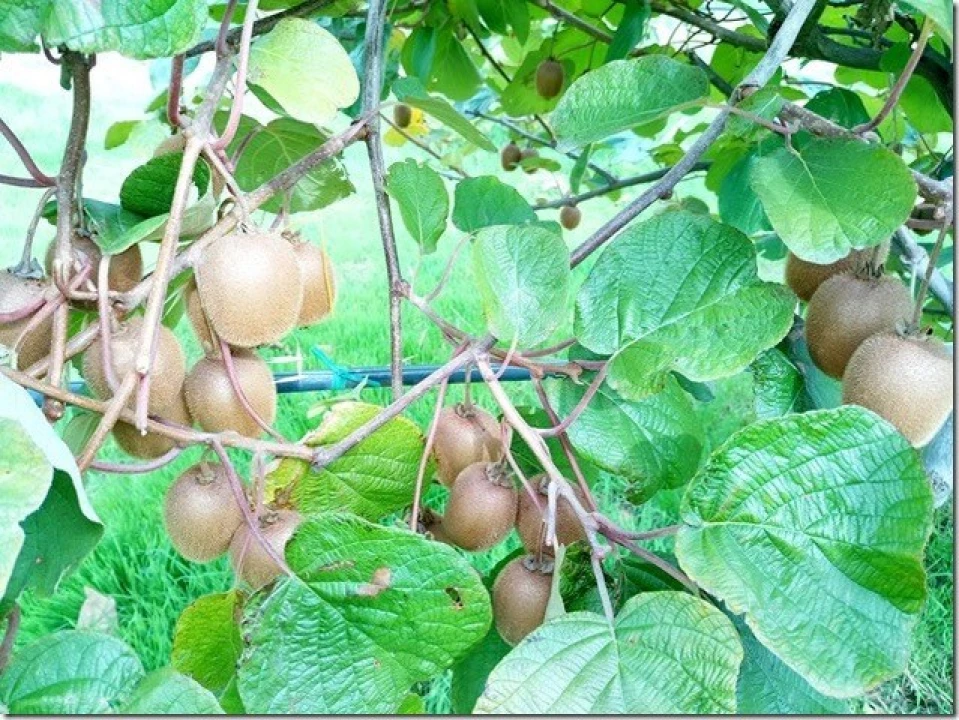 Quinta para Venda em Louriçal do Campo Foto 29