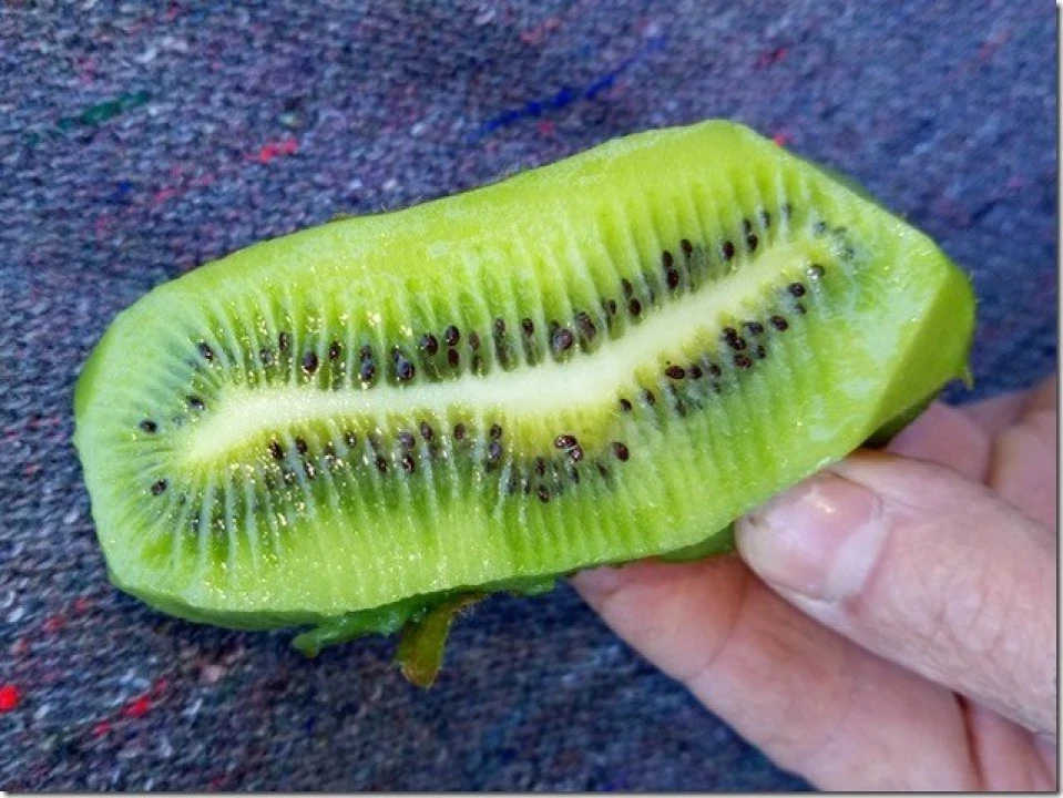 Quinta para Venda em Louriçal do Campo Foto 31
