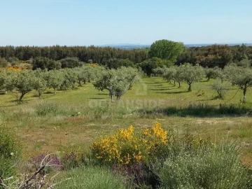 Quinta para Venda em Louriçal do Campo