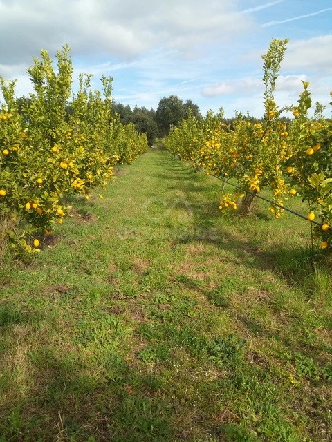 Quinta para Venda em Louriçal do Campo