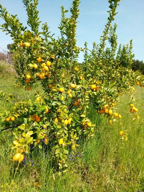 Quinta para Venda em Louriçal do Campo