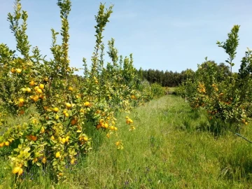 Quinta para Venda em Louriçal do Campo
