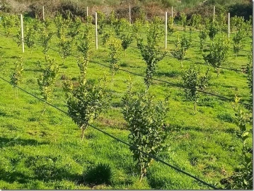 Quinta para Venda em Louriçal do Campo