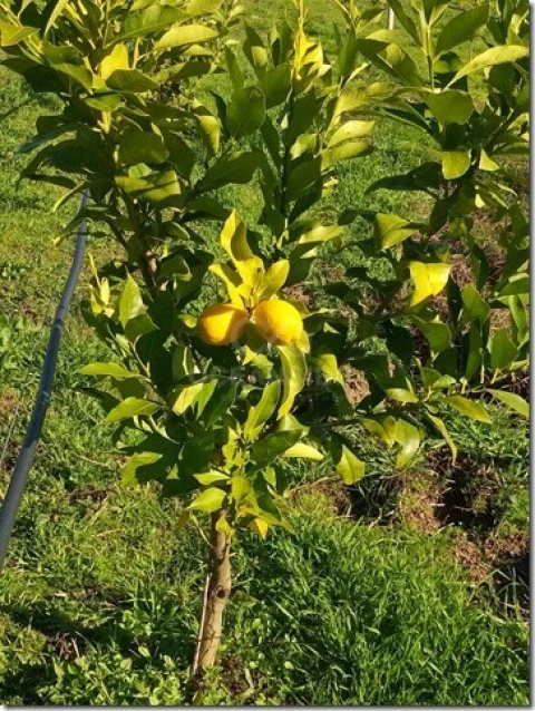 Quinta para Venda em Louriçal do Campo