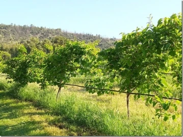 Quinta para Venda em Louriçal do Campo