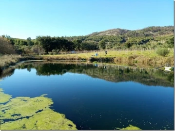 Quinta para Venda em Louriçal do Campo