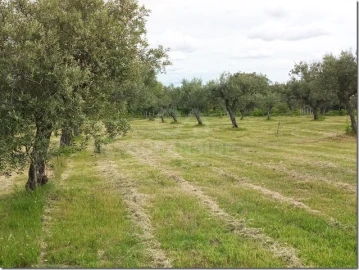 Quinta para Venda em Louriçal do Campo