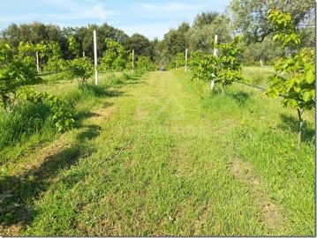 Quinta para Venda em Louriçal do Campo