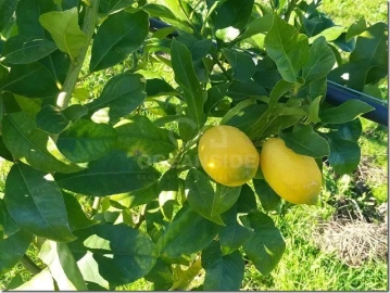 Quinta para Venda em Louriçal do Campo