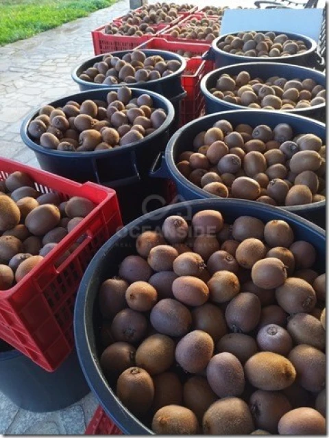 Quinta para Venda em Louriçal do Campo