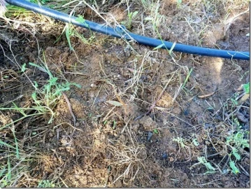 Quinta para Venda em Louriçal do Campo