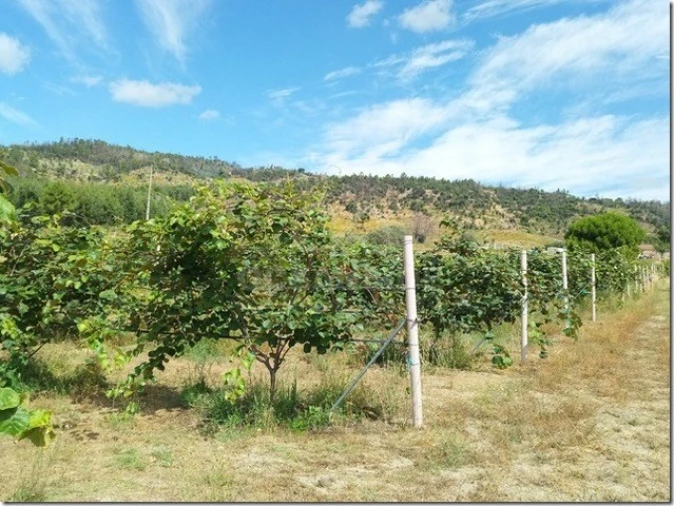 Quinta para Venda em Louriçal do Campo Foto 10