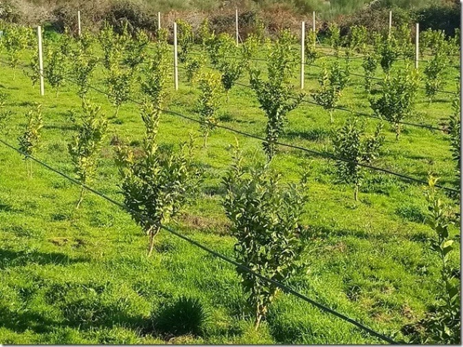 Quinta para Venda em Louriçal do Campo Foto 11