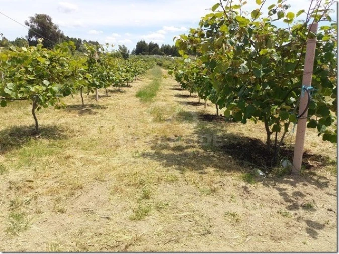 Quinta para Venda em Louriçal do Campo Foto 12