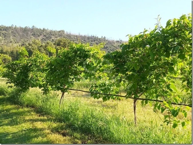 Quinta para Venda em Louriçal do Campo Foto 14