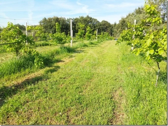 Quinta para Venda em Louriçal do Campo Foto 21