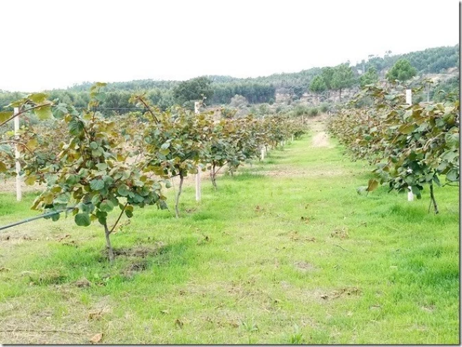 Quinta para Venda em Louriçal do Campo Foto 26