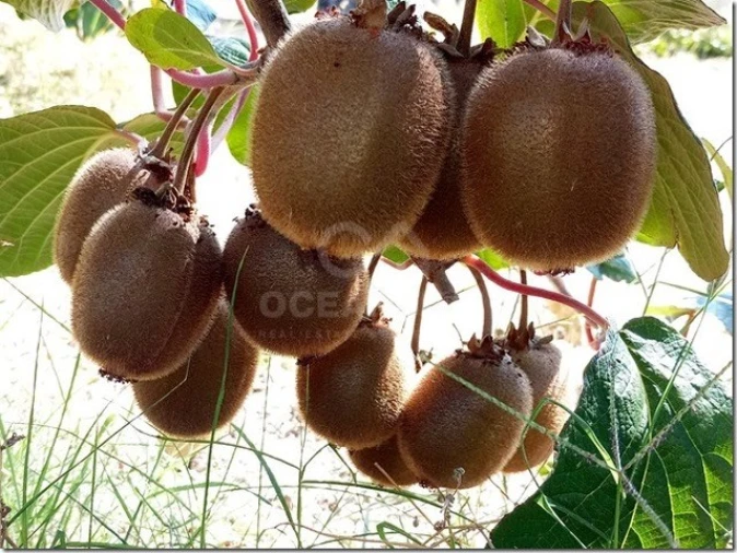 Quinta para Venda em Louriçal do Campo Foto 27