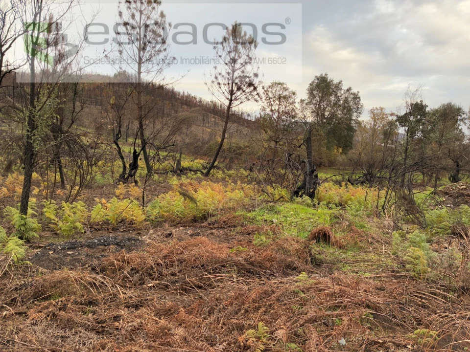 Quinta para Venda em Lavacolhos Foto 7