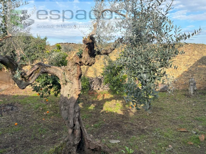Moradia para Venda em Vila Velha de Rodão Foto 6
