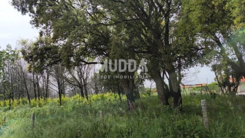 Terreno para Venda em Albergaria-A-Velha e Valmaior