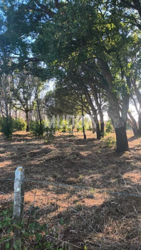 Terreno para Venda em Albergaria-A-Velha e Valmaior