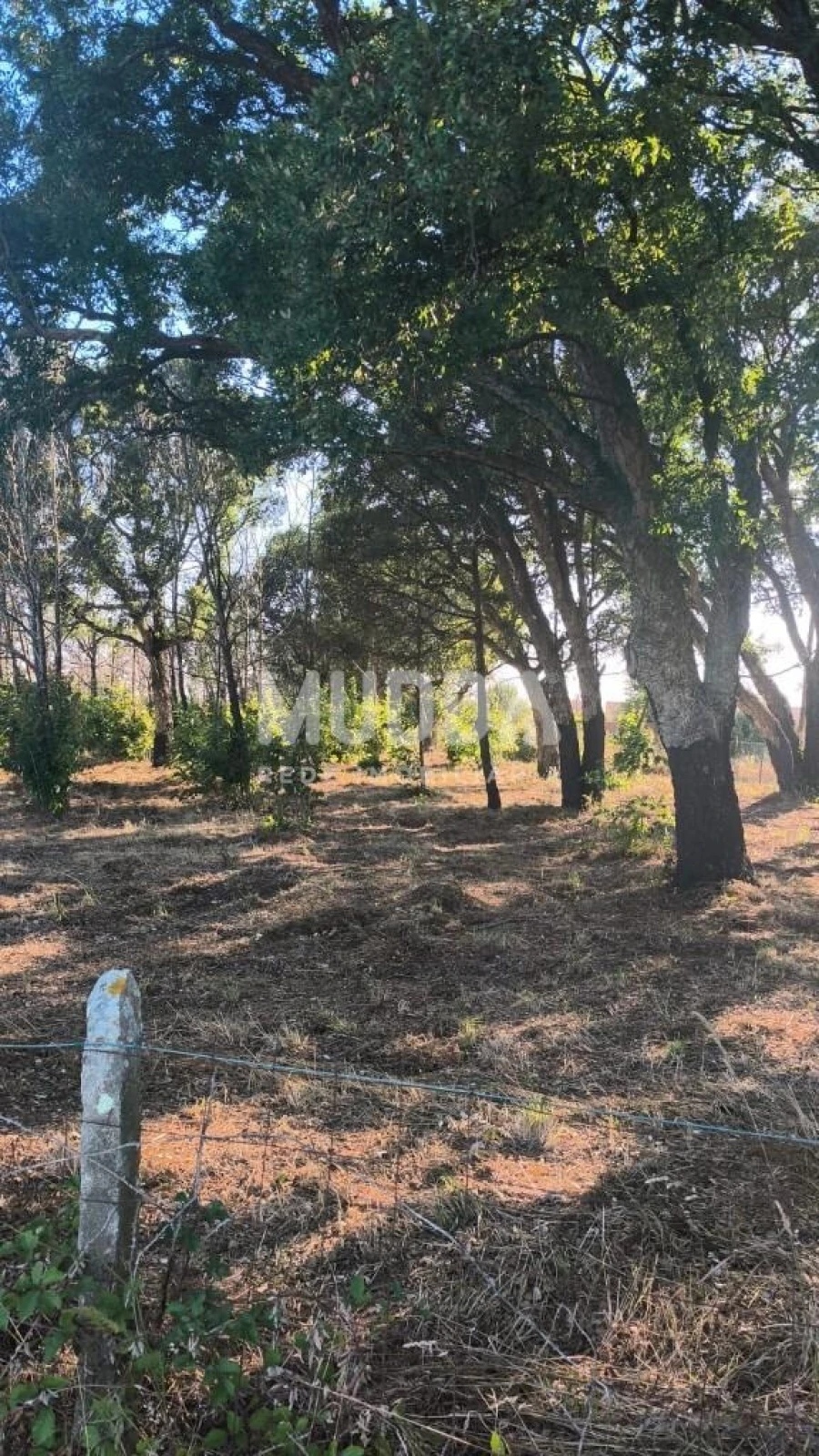 Terreno para Venda em Albergaria-A-Velha e Valmaior Foto 5