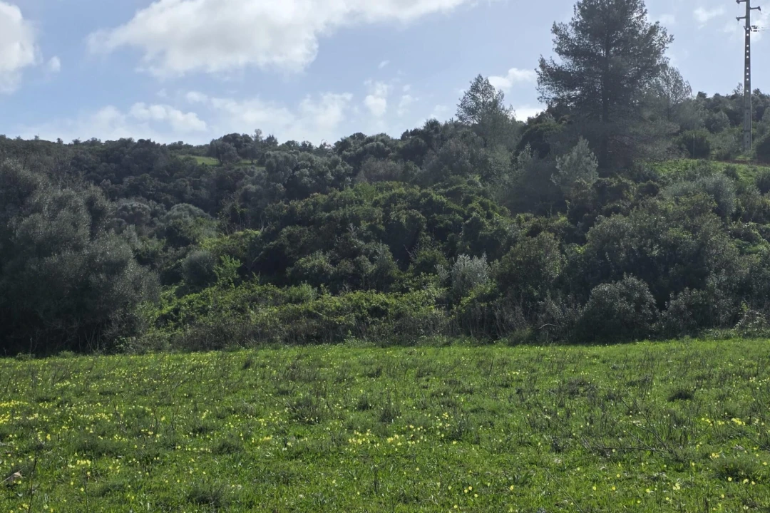 Terreno para Venda em Odiaxere Foto 3
