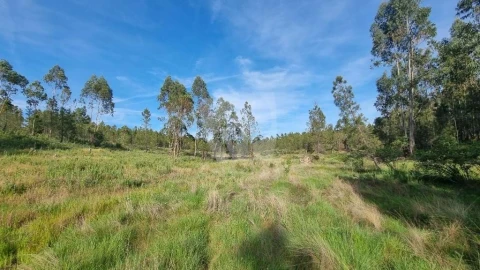 Terreno Agricola ou Rústico para Venda em Castelo Branco