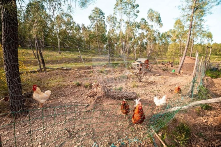 Terreno Agricola ou Rústico para Venda em Castelo Branco Foto 21