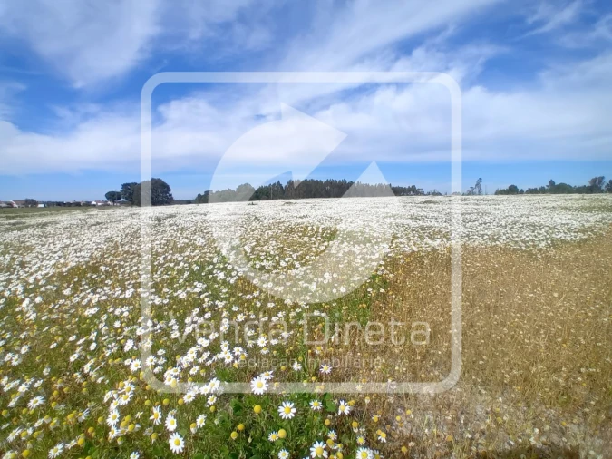 Quinta T1 para Venda em Canha Foto 4