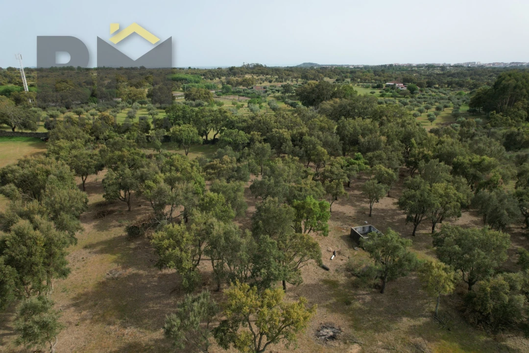Terreno Agricola ou Rústico para Venda em Castelo Branco Foto 11