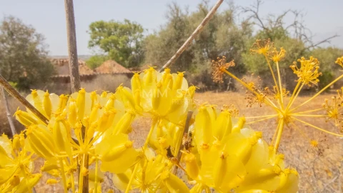 Terreno Misto para Venda em Luz