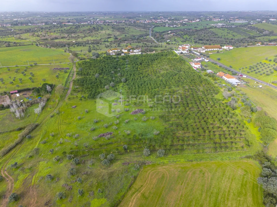 Terreno Agricola ou Rústico para Venda em Romeira e Várzea Foto 3