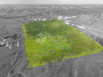 Terreno Agricola ou Rústico para Venda em Romeira e Várzea