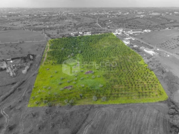 Terreno Agricola ou Rústico para Venda em Romeira e Várzea