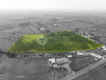 Terreno Agricola ou Rústico para Venda em Romeira e Várzea