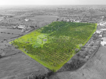 Terreno Agricola ou Rústico para Venda em Romeira e Várzea